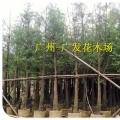 落羽杉