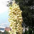 大头丝兰