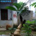 广西铁树 石山铁