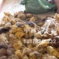 糖棕