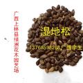 湿地松
