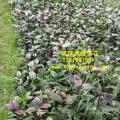 茶花