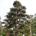海岛罗汉松