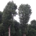 香樟