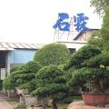 罗汉松