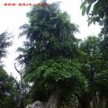 小叶榕树