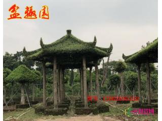 金丝楠六角亭