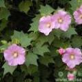 芙蓉花