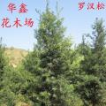 罗汉松、中叶罗汉松