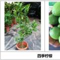 柠檬