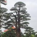 罗汉松