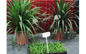 2009IPM植物展系列报道 —— “顶级龙血树”亮相IPM