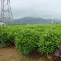 非洲茉莉