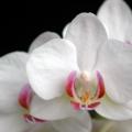 蝴蝶兰（月仙子）