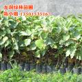 菩提榕