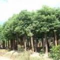 移栽一年香樟