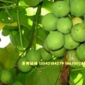 油桐