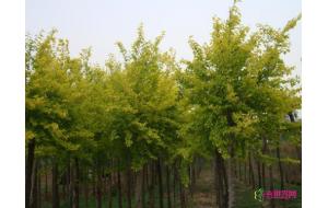 浙江岱山：种植新树种 景区更“养眼”