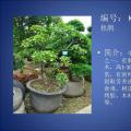 杜鹃