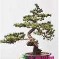 五针松