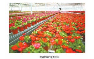 郑州第七届宿根花卉展 宿根花卉的“饕餮盛宴”