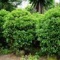 非洲茉莉