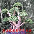 细叶榕