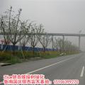 银杏树