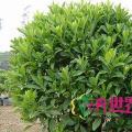 非洲茉莉
