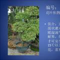 杜鹃