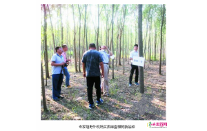 山东：渤海柳9个新品种通过实审
