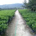 非洲茉莉