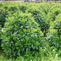 非洲茉莉