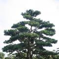 台湾罗汉松
