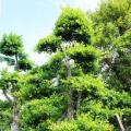 细叶榕