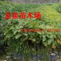 黄花风铃木