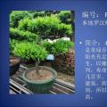 罗汉松