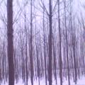 香椿树
