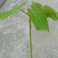 轻木