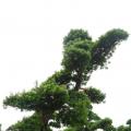 日本罗汉松
