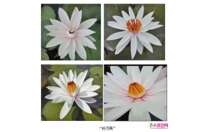西双版纳：睡莲新品种“粉月亮”获得国际品种登录