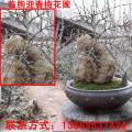 安丘迎春梅,安丘梅花,1-3年幼苗