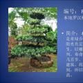 罗汉松