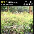 南天竹