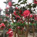 茶花