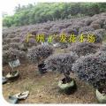 红继木