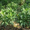 非洲茉莉