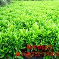 非洲茉莉