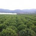 非洲茉莉