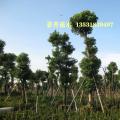 香樟树